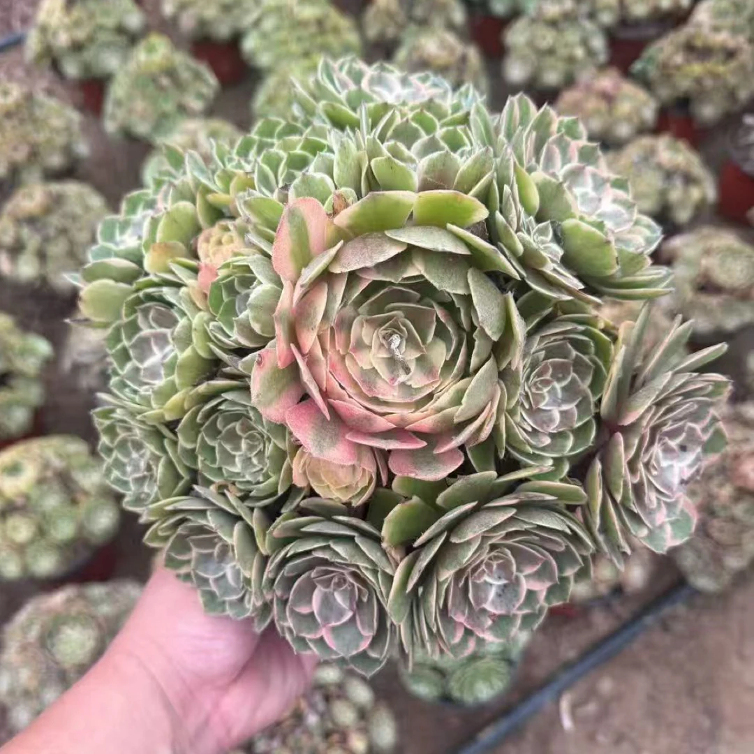 粉花妖多肉组合盆栽室内桌面好养新手绿植玫瑰多肉盆栽