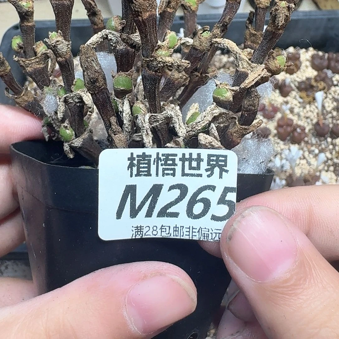 多肉植物的润泽的车fv