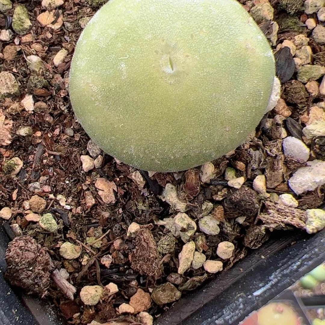 【闪购商品】88 毛饼