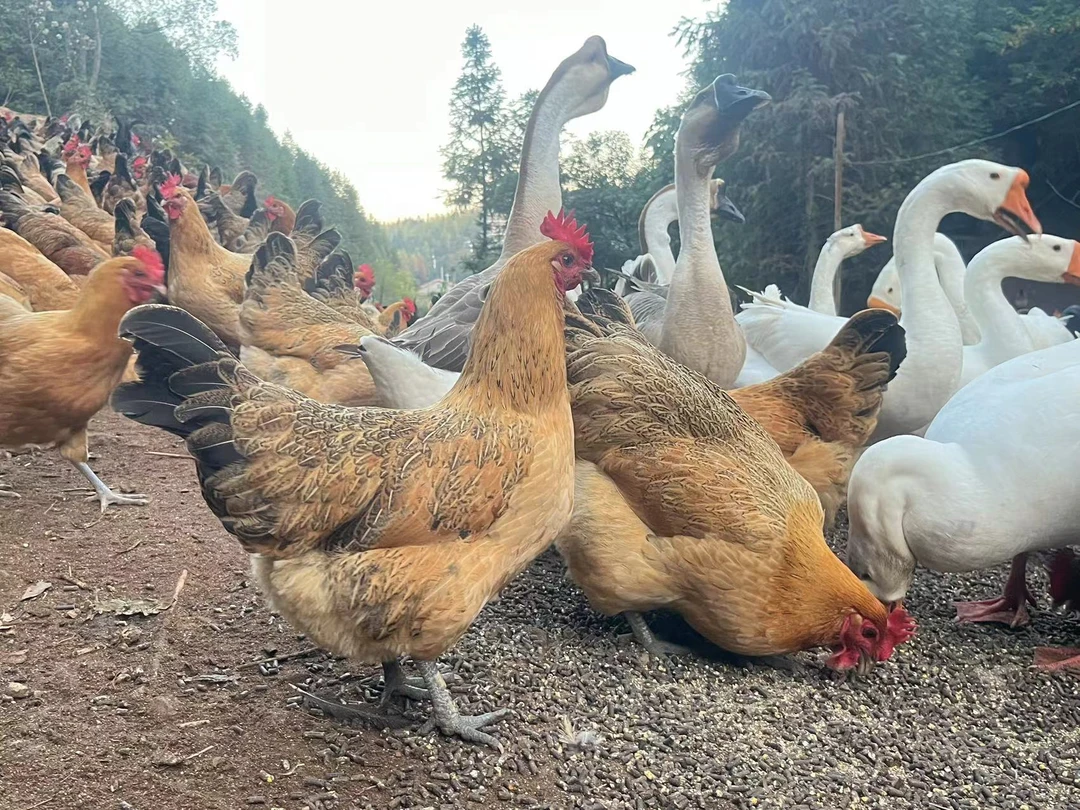 一年左右烟熏腊鸡顺丰冷链包邮