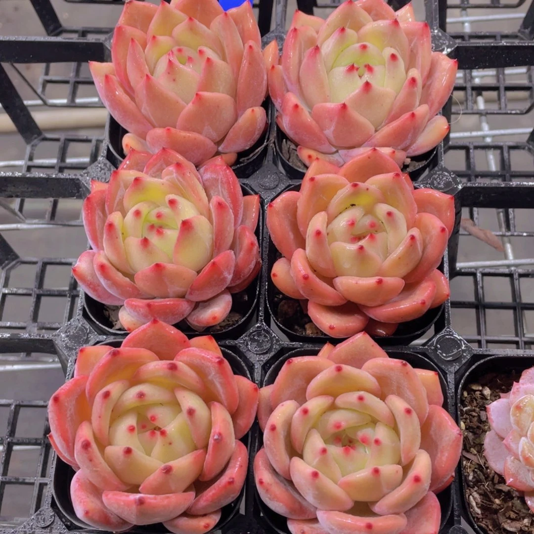 138号 全状态丸叶q橙单头一个