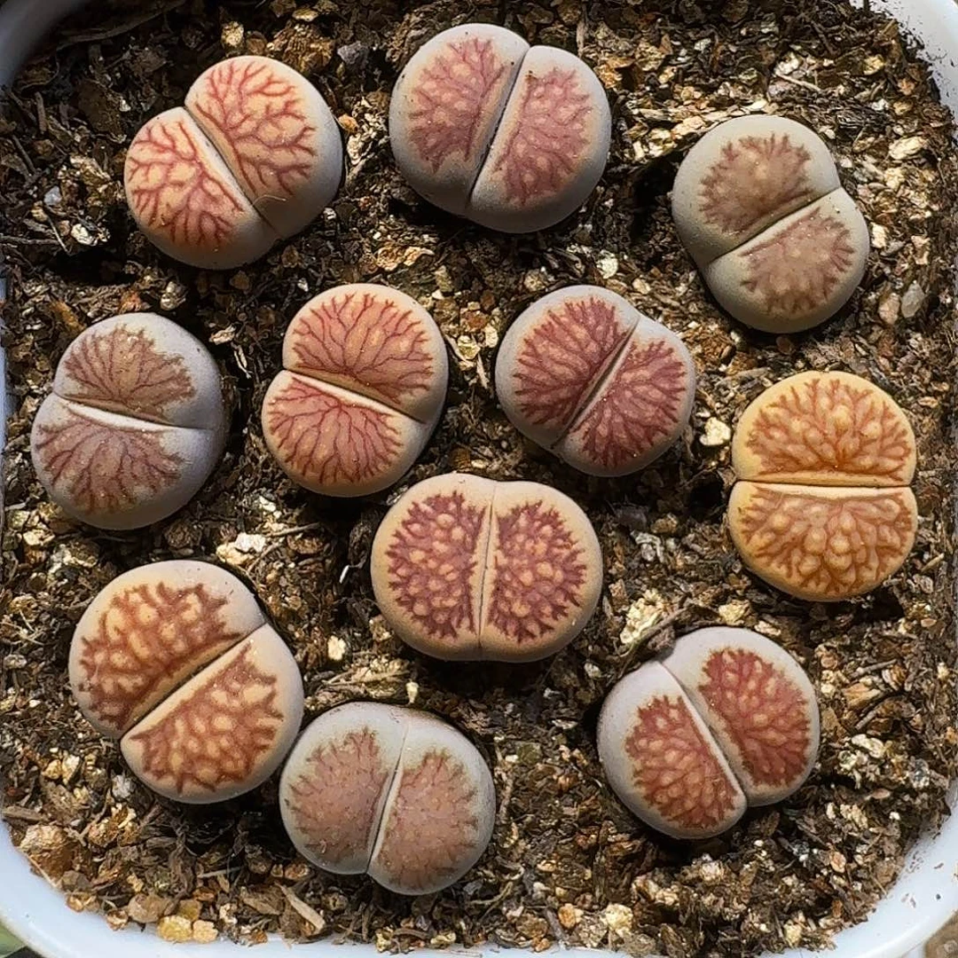 生石花111111。   282