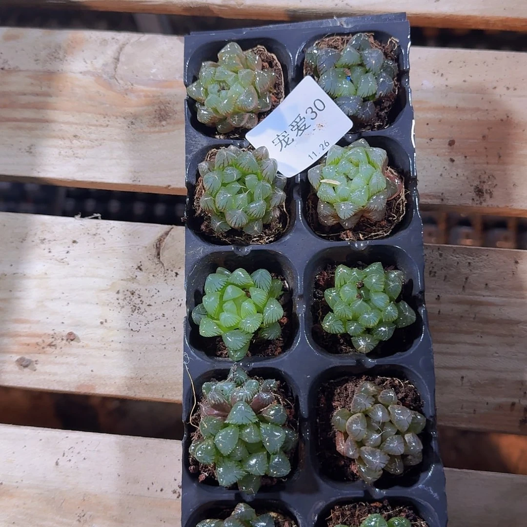 直播福利一物一拍30