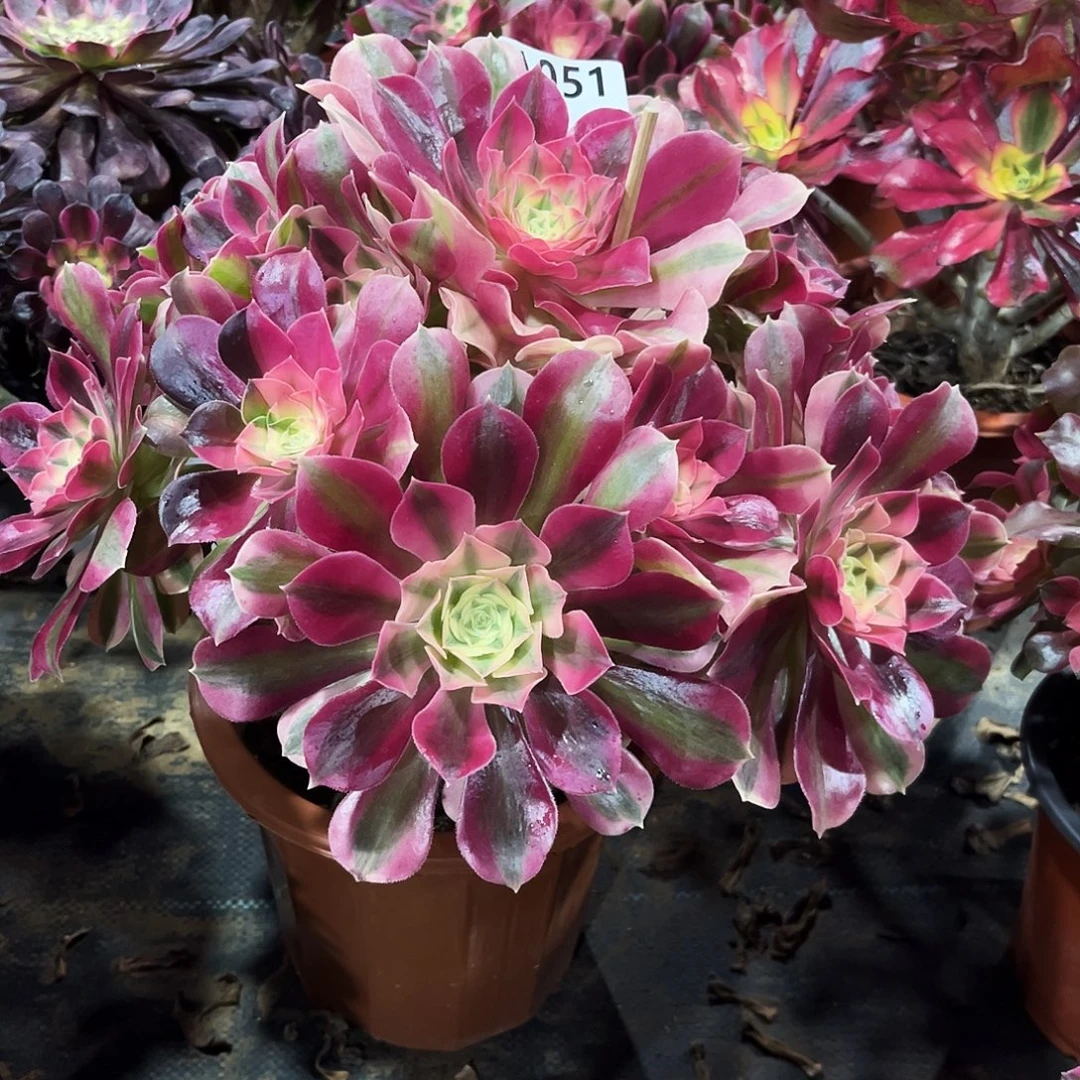 多肉植物粉女巫051多肉