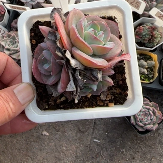 200布鲁蓝多肉植物多