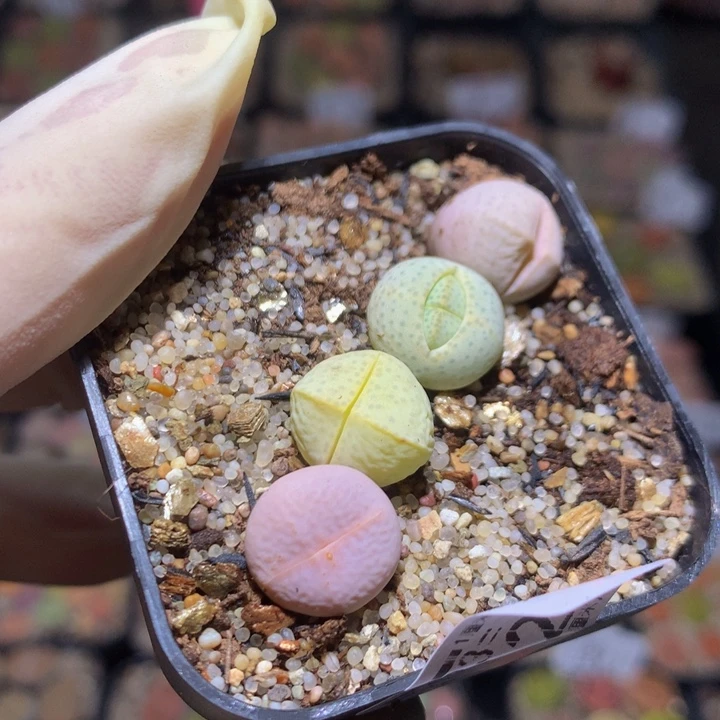 精品生石花123.162