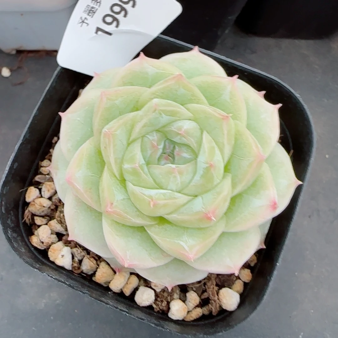 白体，1999多肉植物