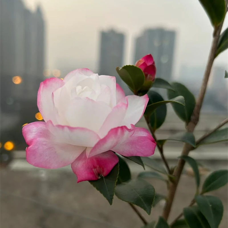 【英国八号茶梅】英八茶梅 澳系玫瑰型重瓣小花型 粉白如莲花花朵