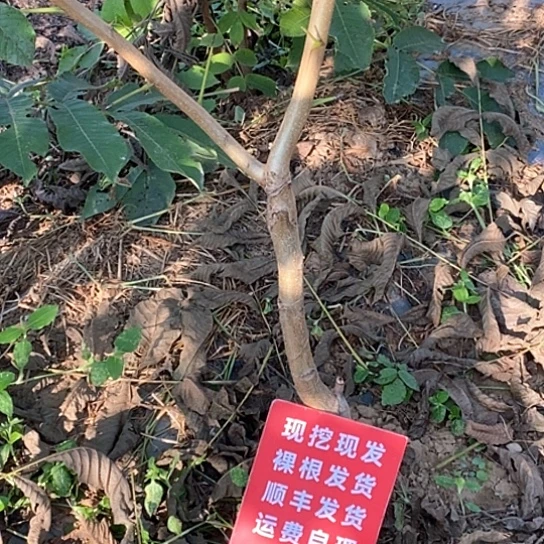 美***乡吊坠文玩核桃文山