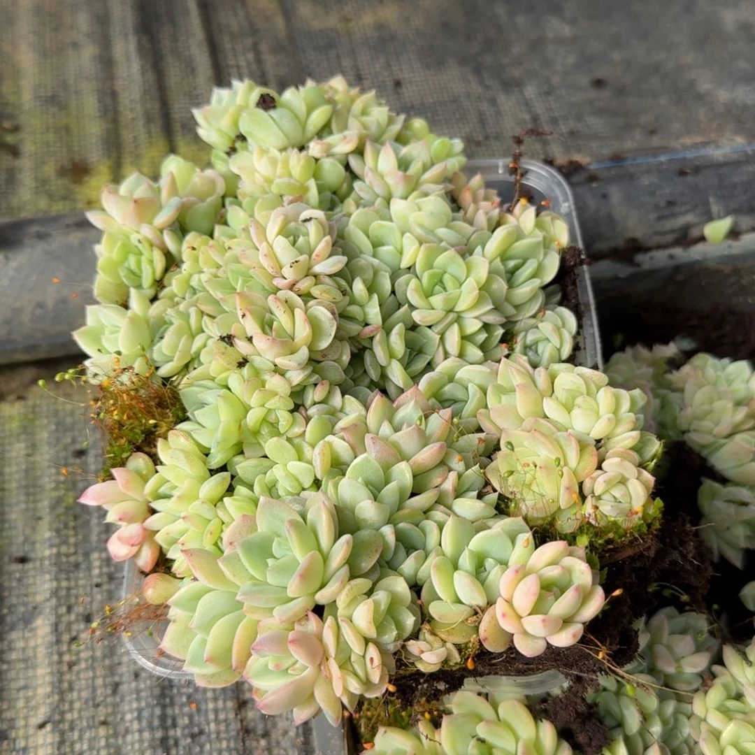 顶好珍妮一盒量拍12-29