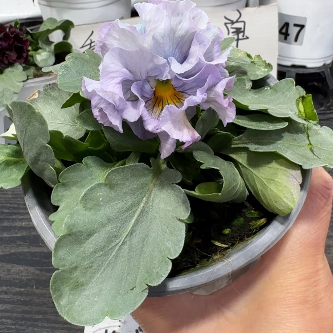 全部花朵716号木村