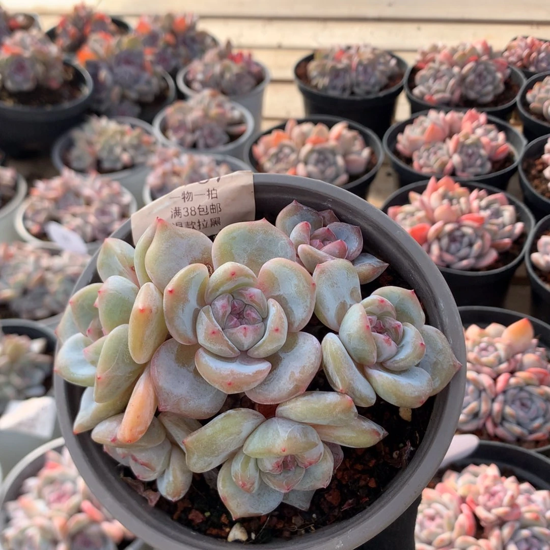 11厘米六头有砍绿底油脸石榴籽  5676