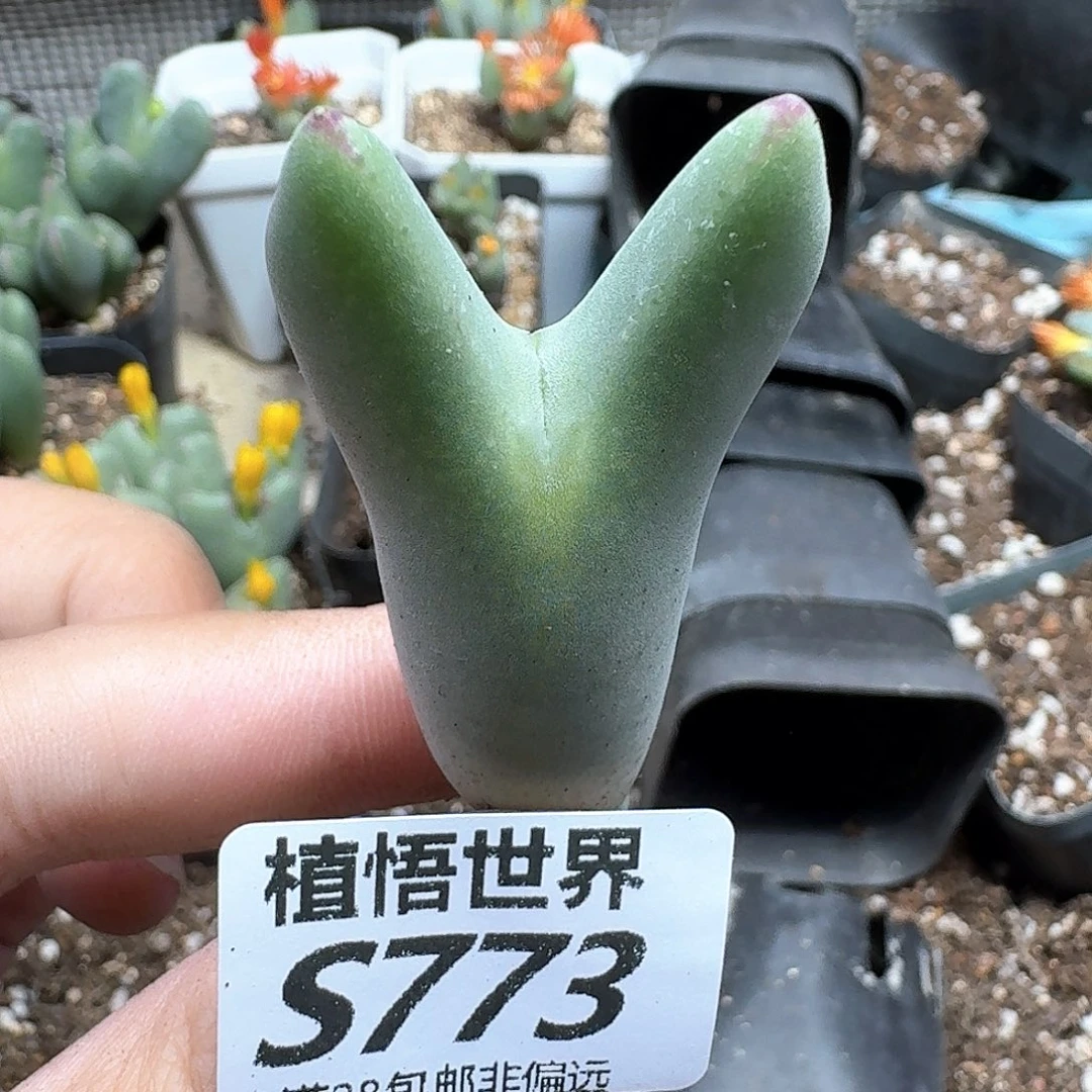 多肉植物的润泽fb