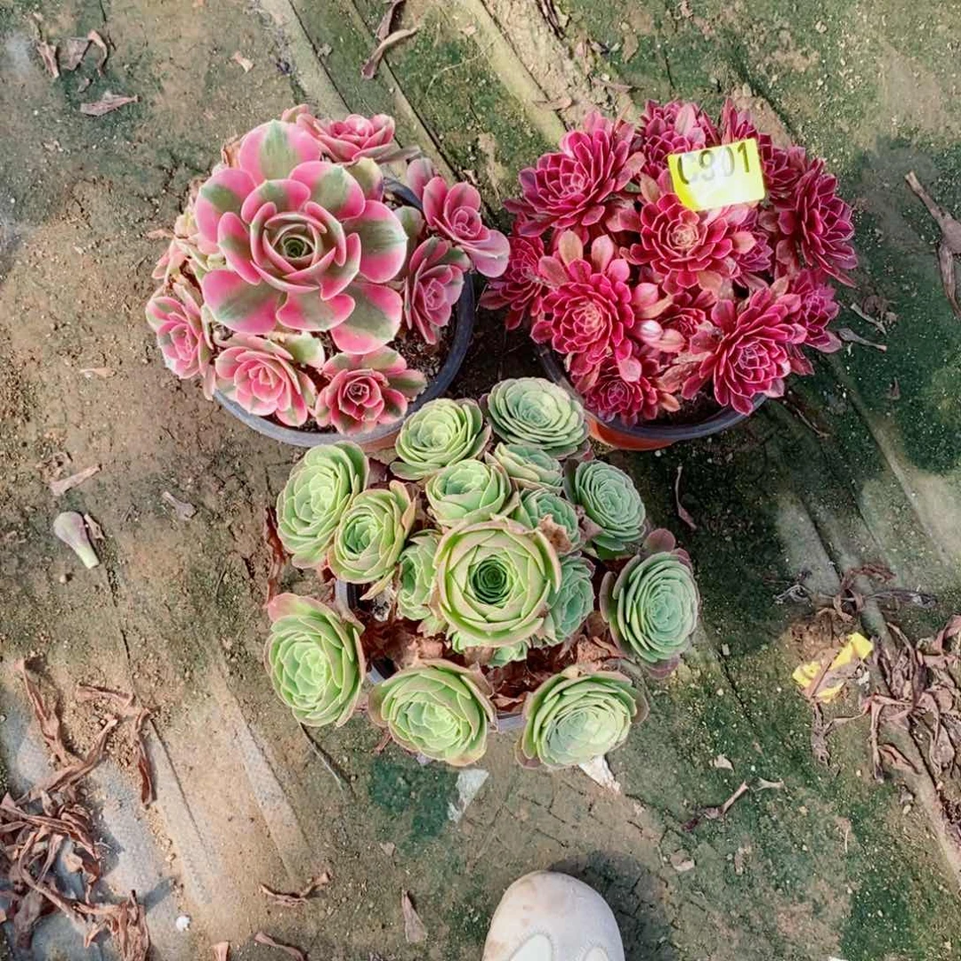 组合三颗多肉法师901