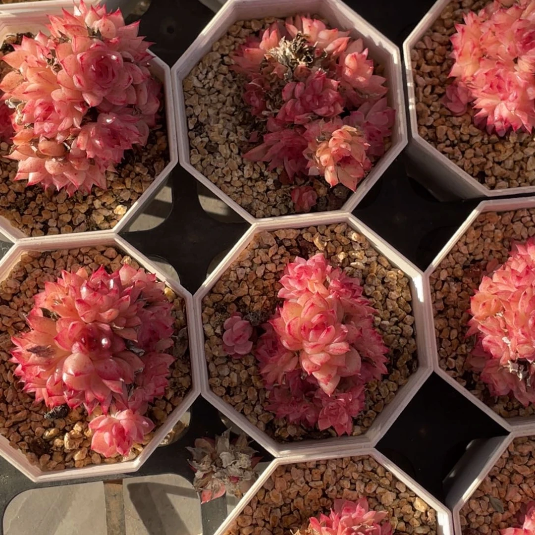 蝴蝶叶麦秆群生可选