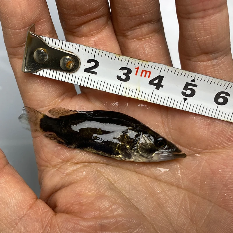 顺丰包邮 5-7cm鳜鱼苗桂花鱼白鳜红纹小鳜鱼淡水鱼翘嘴鳜幼苗批发