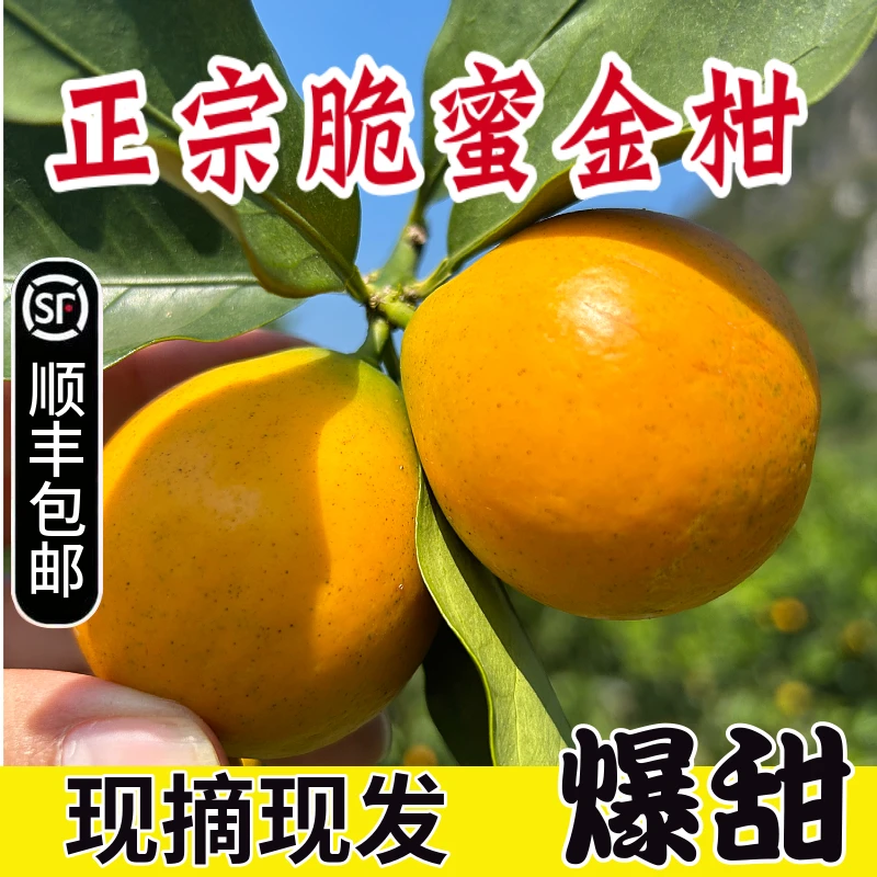 【精选品质】脆蜜金柑第三代融安金桔新鲜无籽皮薄肉厚纯甜无酸水果