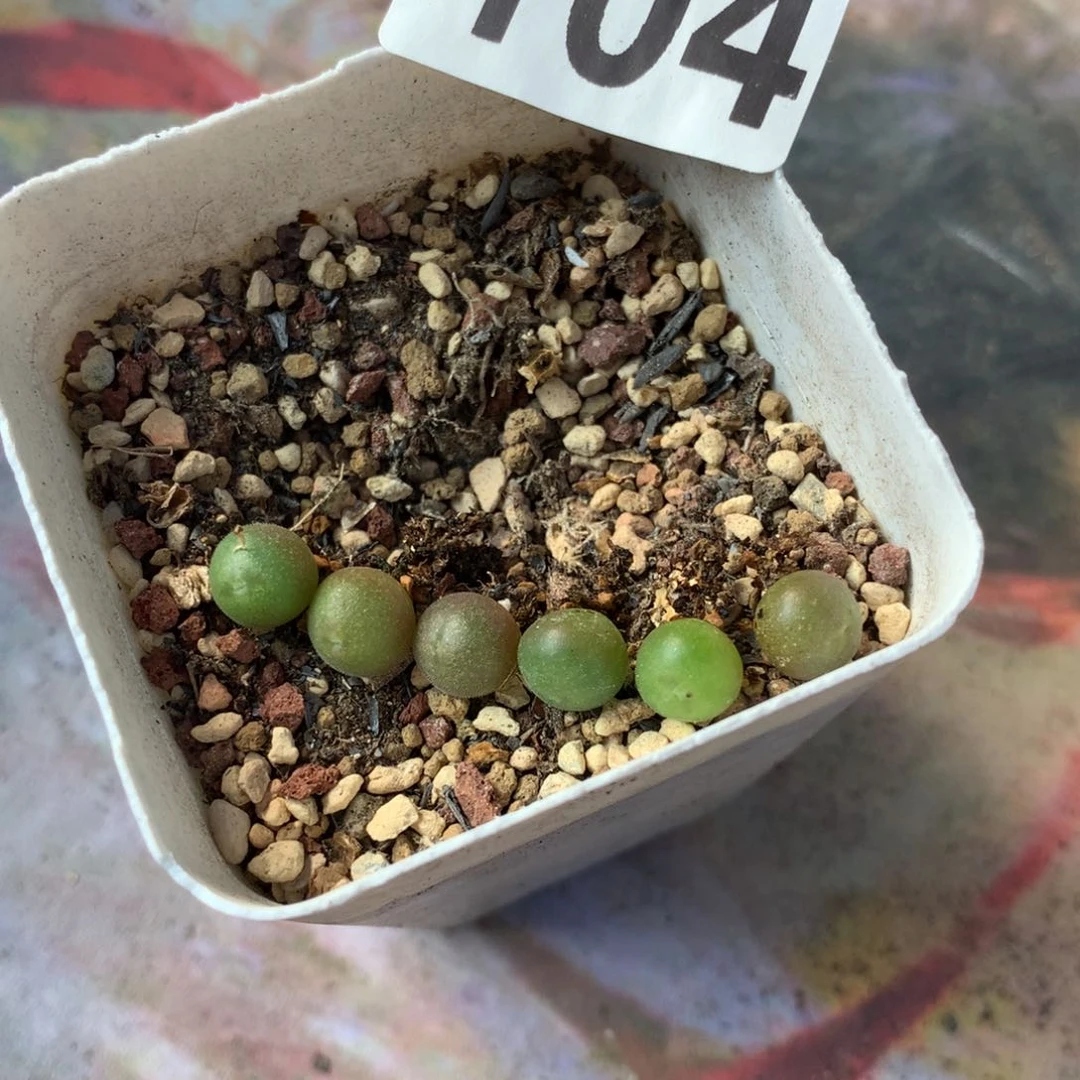 糯**?104大眼睛空蝉0.5厘米