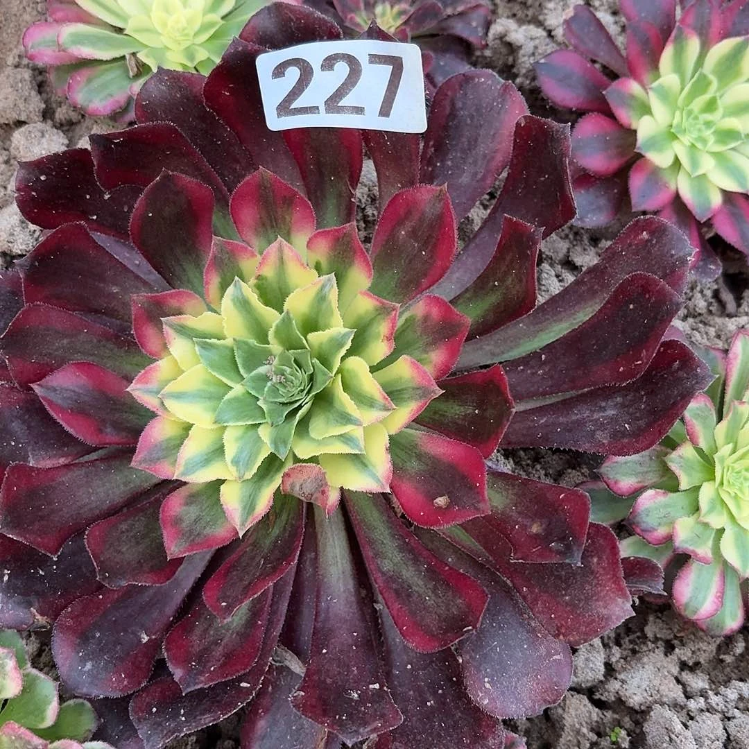 新品法师带根小苗一个