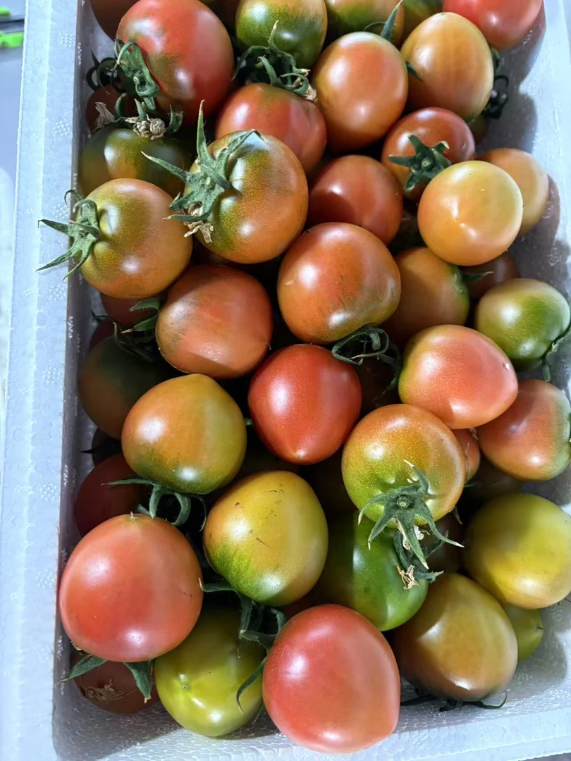 精品小糖豆。顺丰包邮。碱地柿子铁皮西红柿