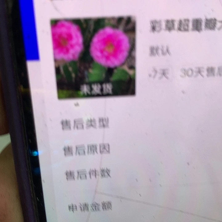 ****奖彩草 超重瓣大侧芽