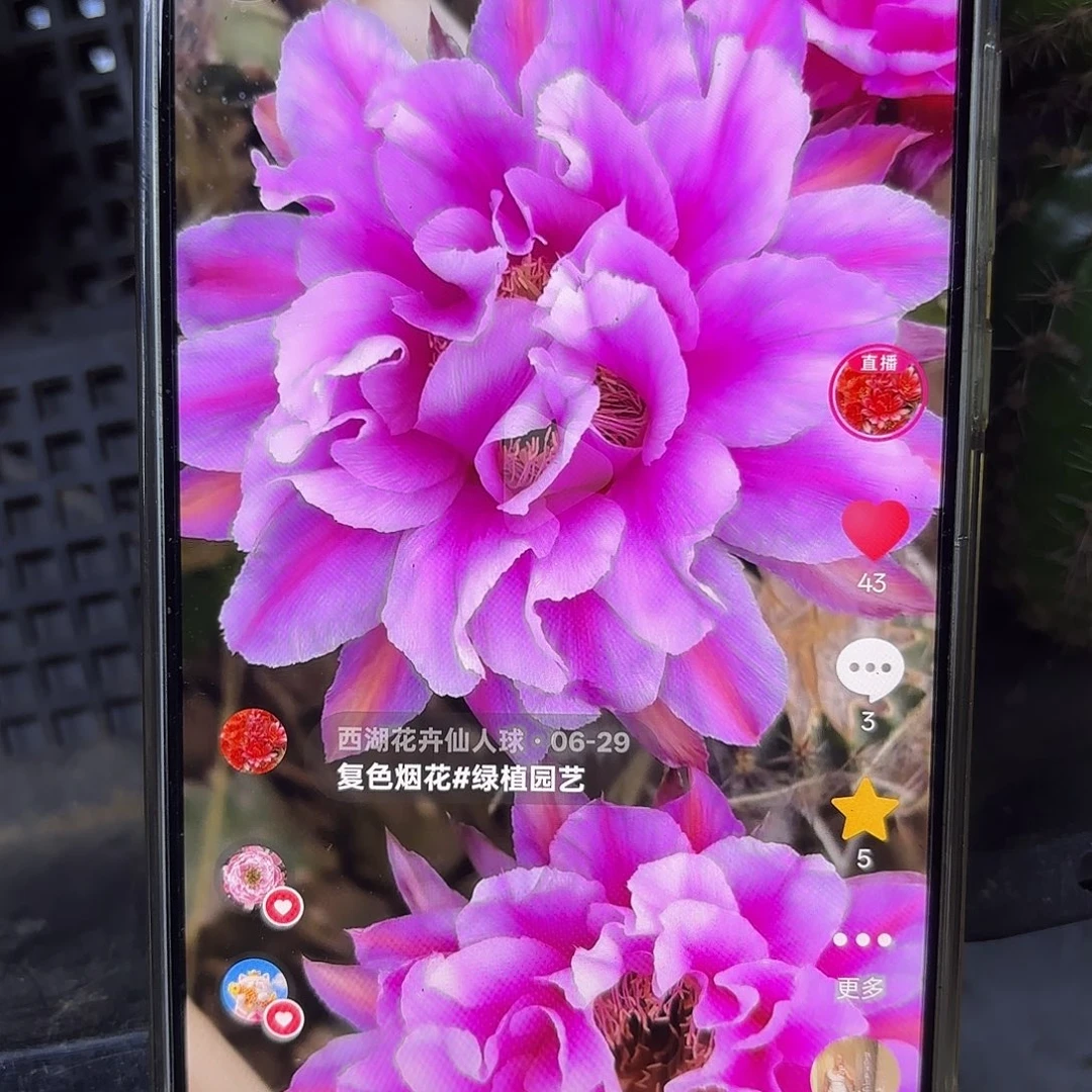 烟花彩瑕侧牙20包邮仙人球19