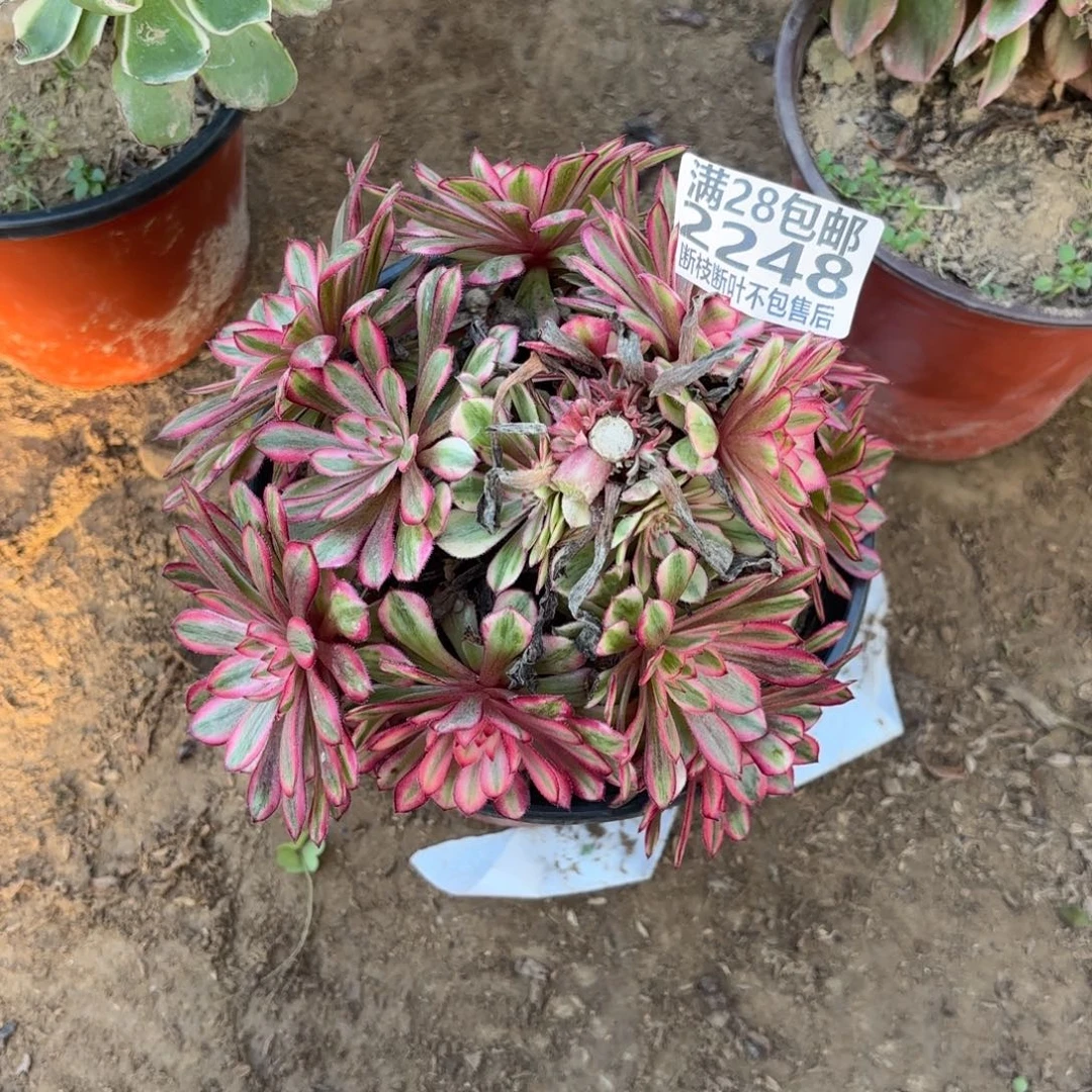 M. 2348白月光多肉，cade