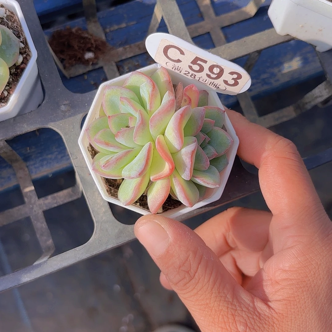 C593泡芙一物一pai