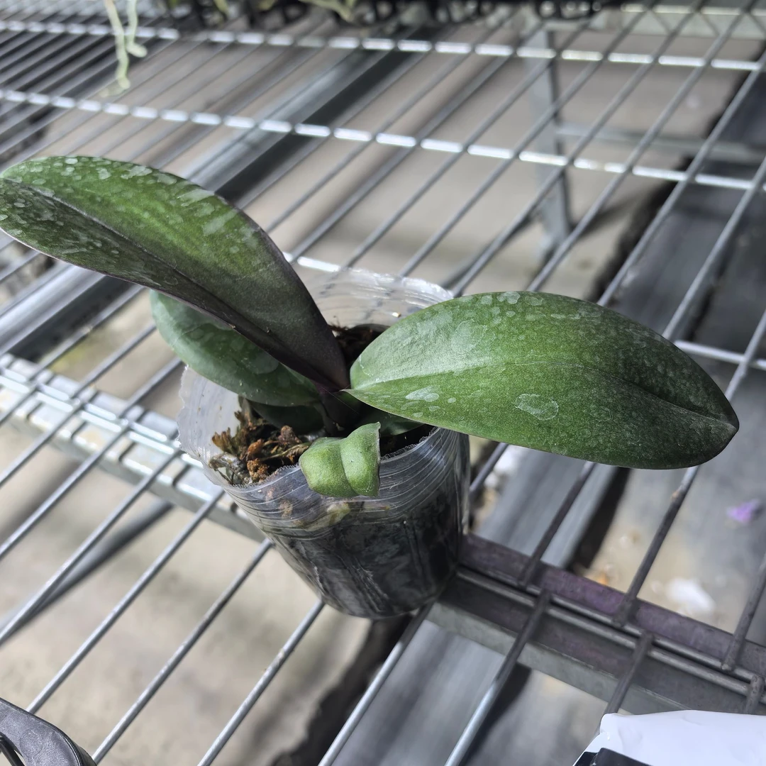 花后苗无花无剑