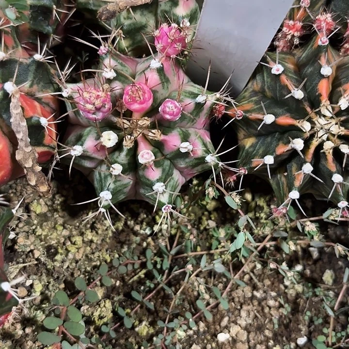 2-0524泰国发货多肉