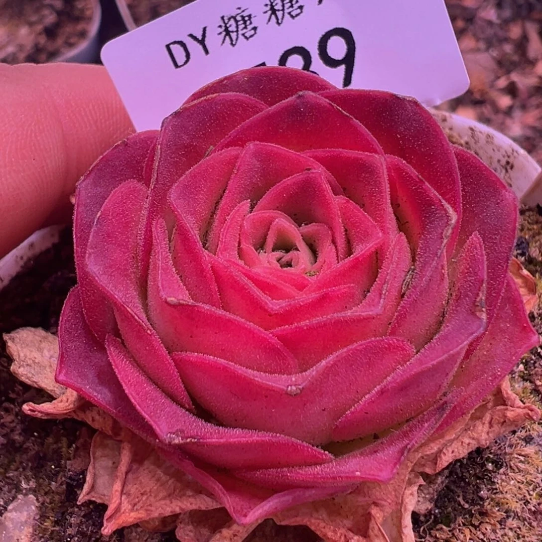 喝****姐若初x各种  T39
