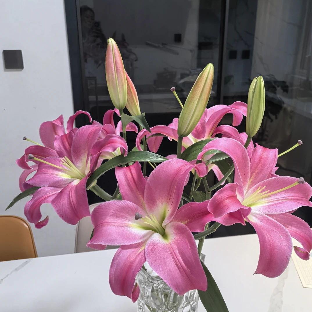 竞争香水百合颜色好看花期久