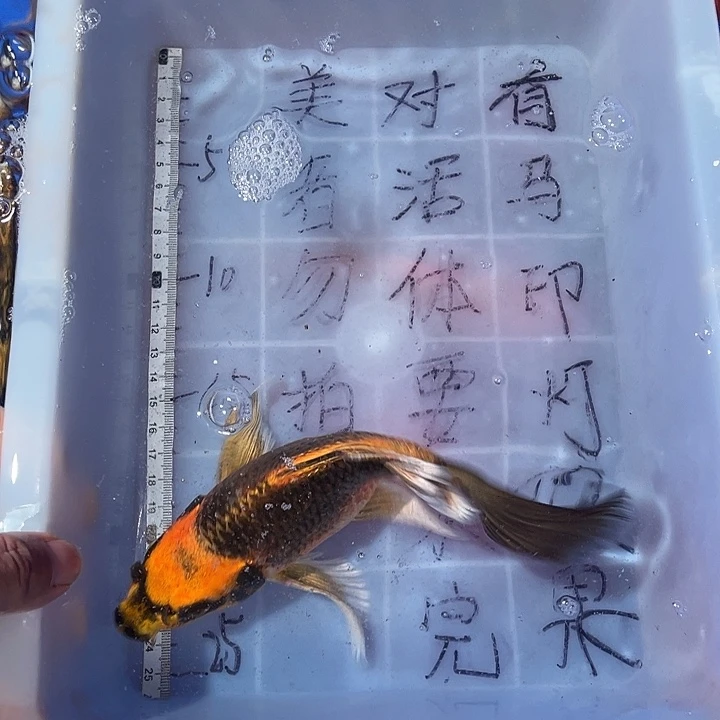 蝴蝶鲤渔场直发82