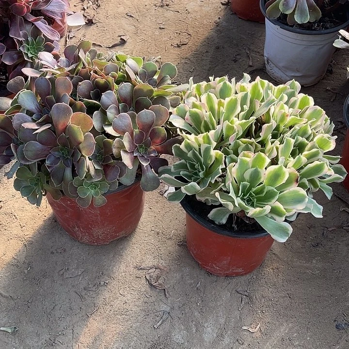 2棵玫瑰玫瑰玫瑰玫