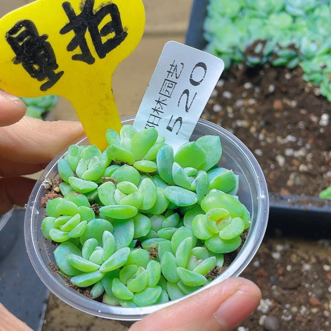 量拍多肉植物多肉植物520