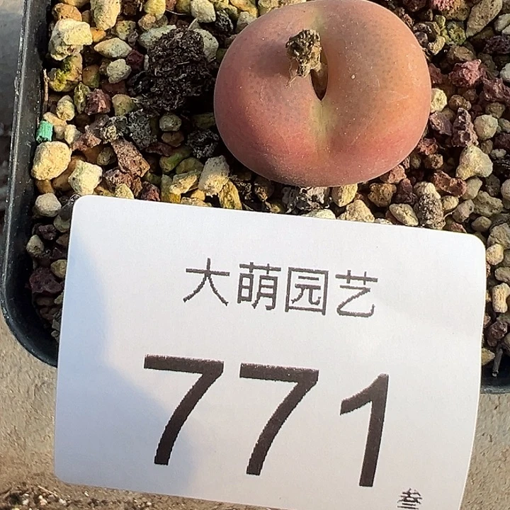 一物一拍母本翠光771