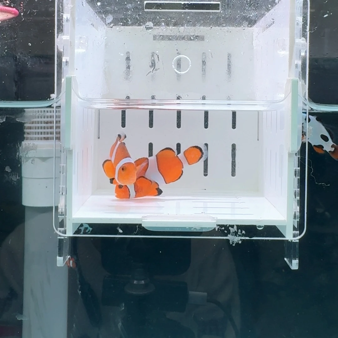 海水鱼5+配5黑边公子一对