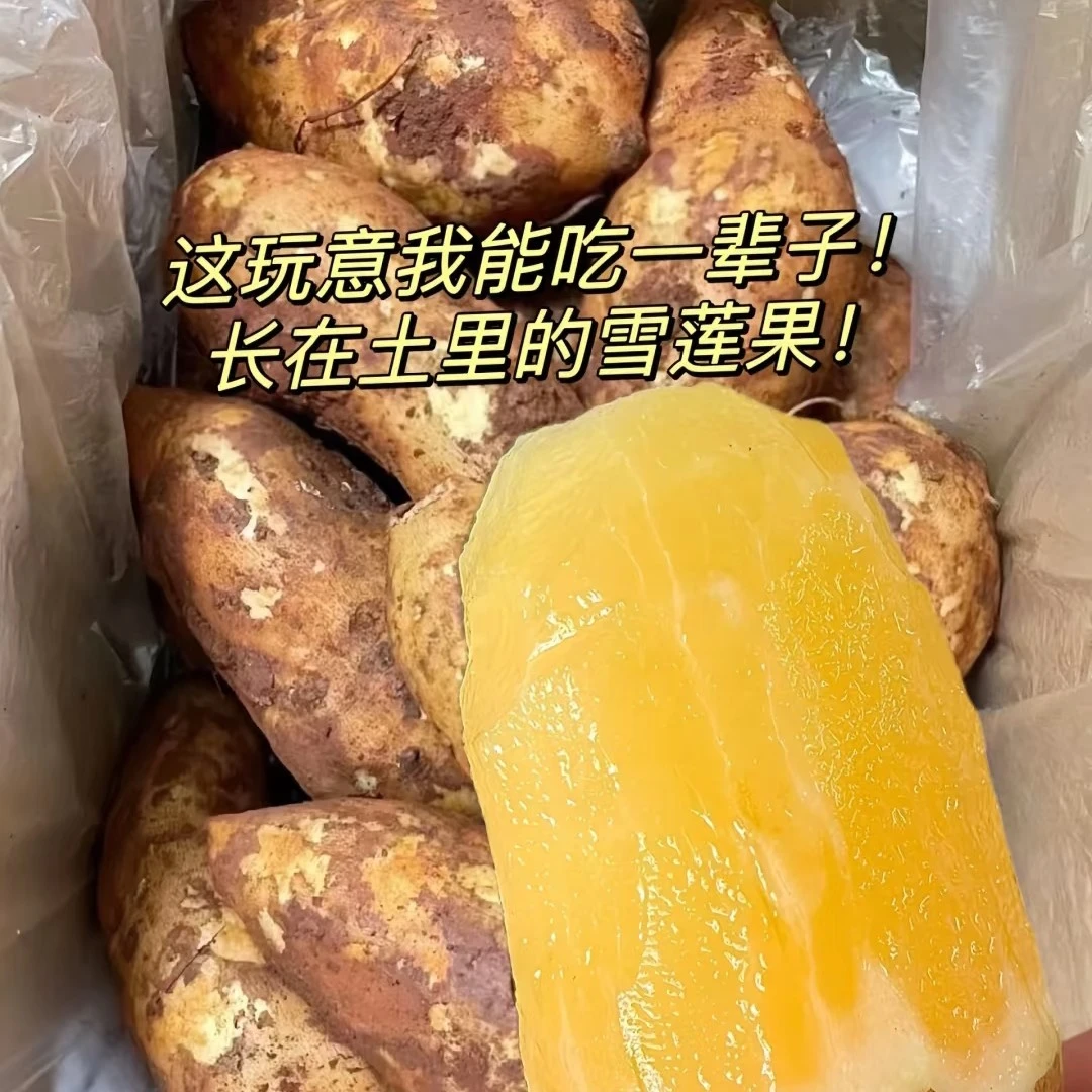 云南红泥雪莲雪莲果