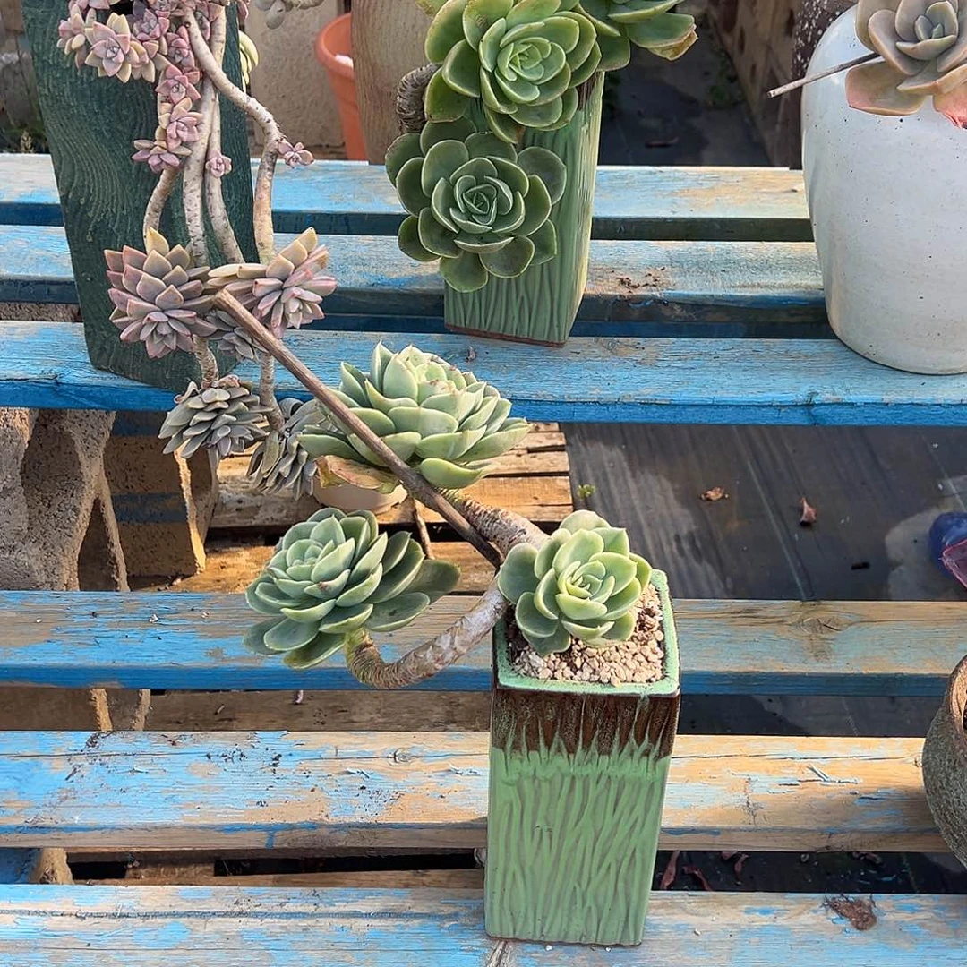 星娜塔裸根发货。