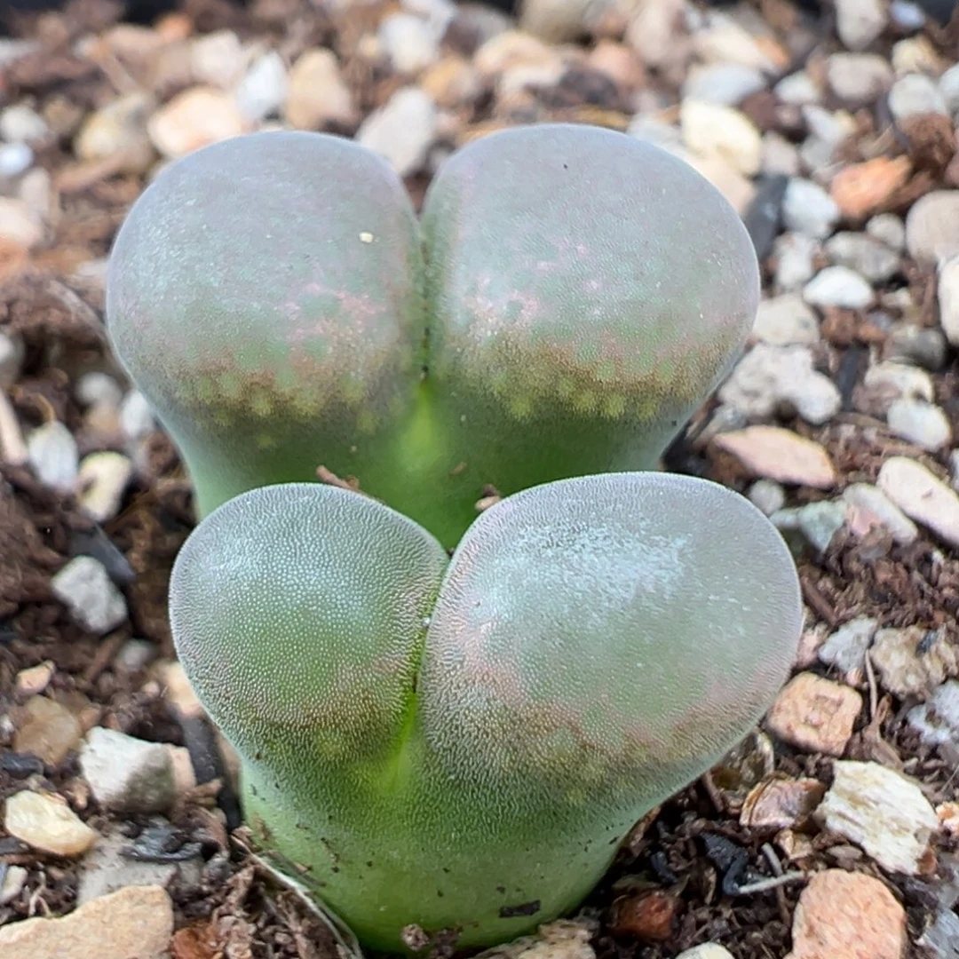 9.9好看的多肉脱土发货238