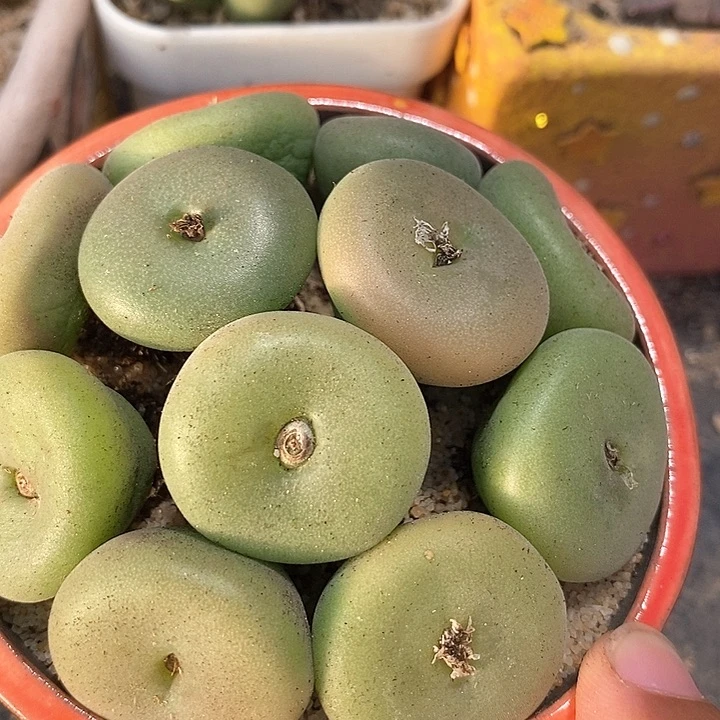 巨大巨大空卡佛一颗