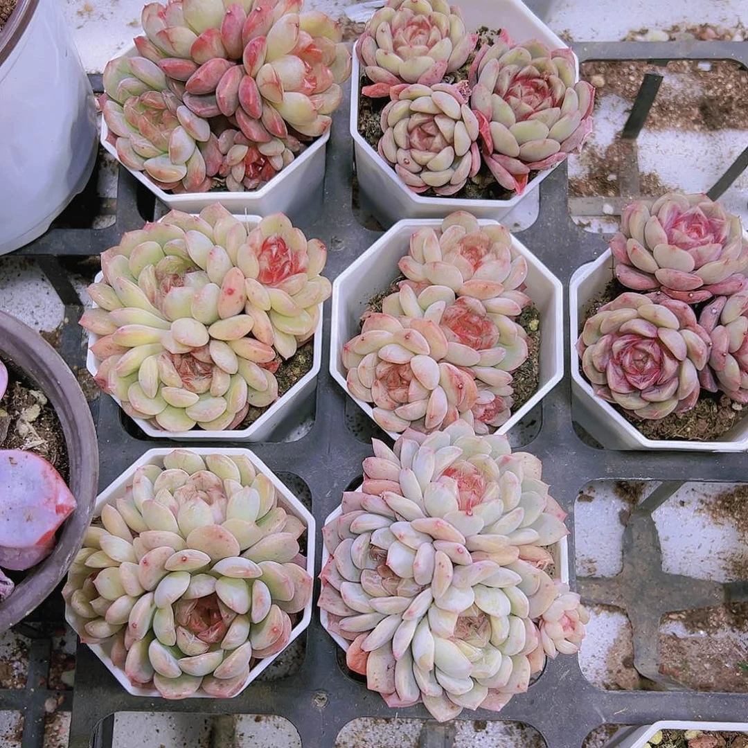 葡萄珍妮群带盆带土19包邮