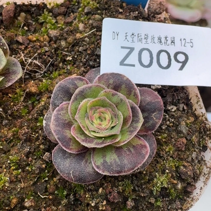 朱009 揽月X揽月sp