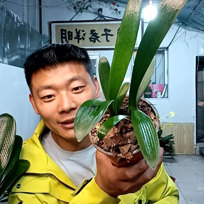 @用户5374146654792绿花一盆