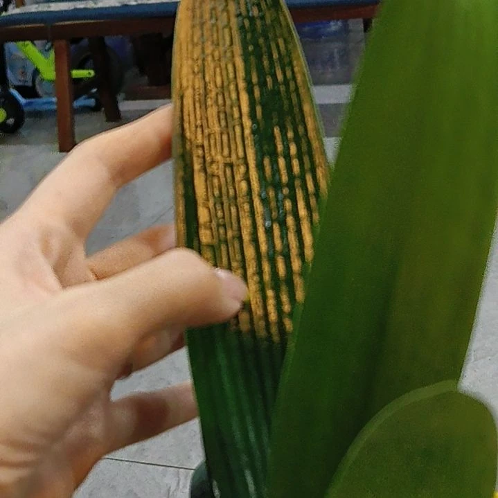 完全开放完全开放