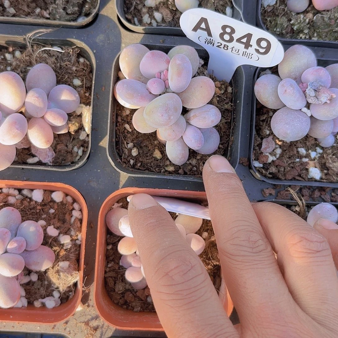 一****?A849彩虹奶一物一拍