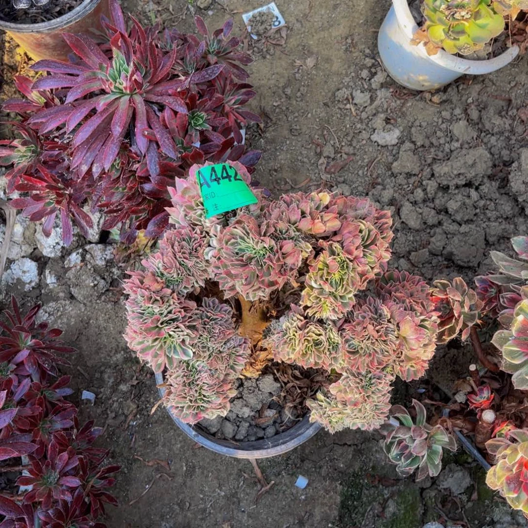 粉女巫法师缀化5-56