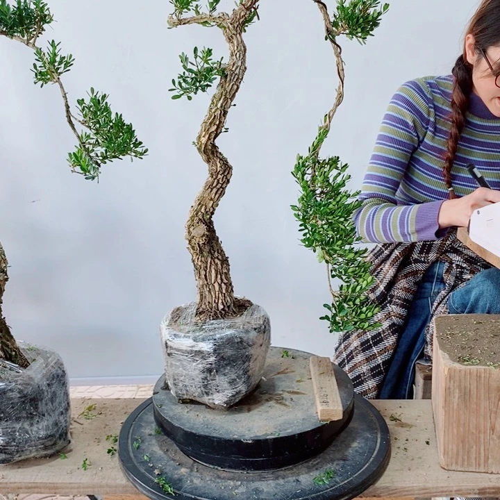 无花朵人**山广东黄杨