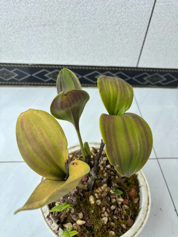 带叶魔帝兰花下山育种苗室内桌面盆栽新手入门