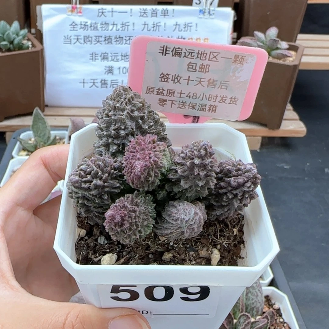 509朱紫玉多肉植物